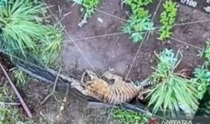 anak harimau